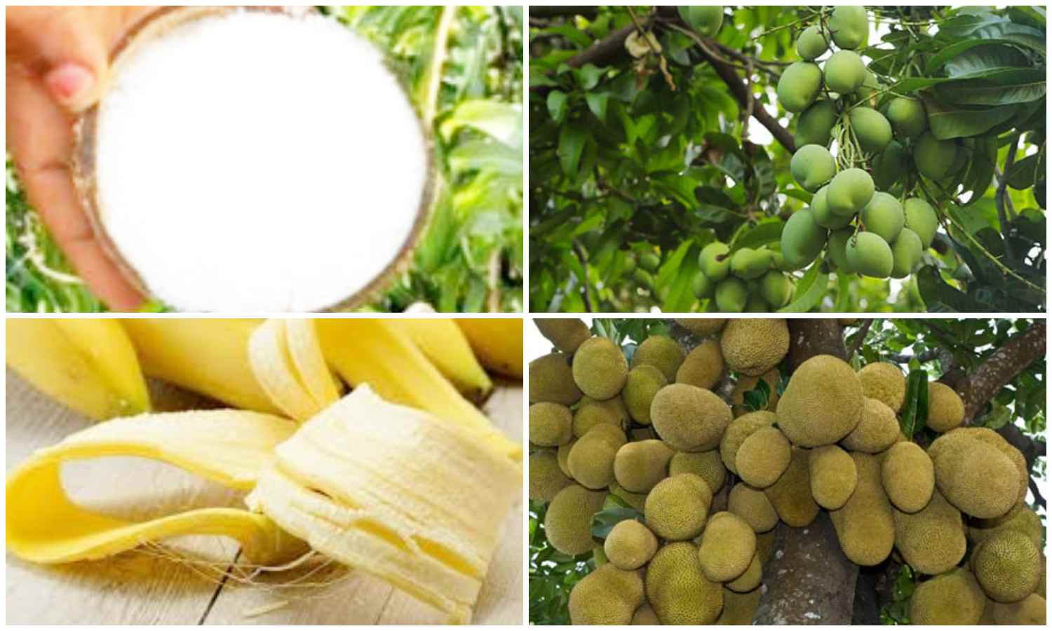 Super Tips To Increase Mango Growth