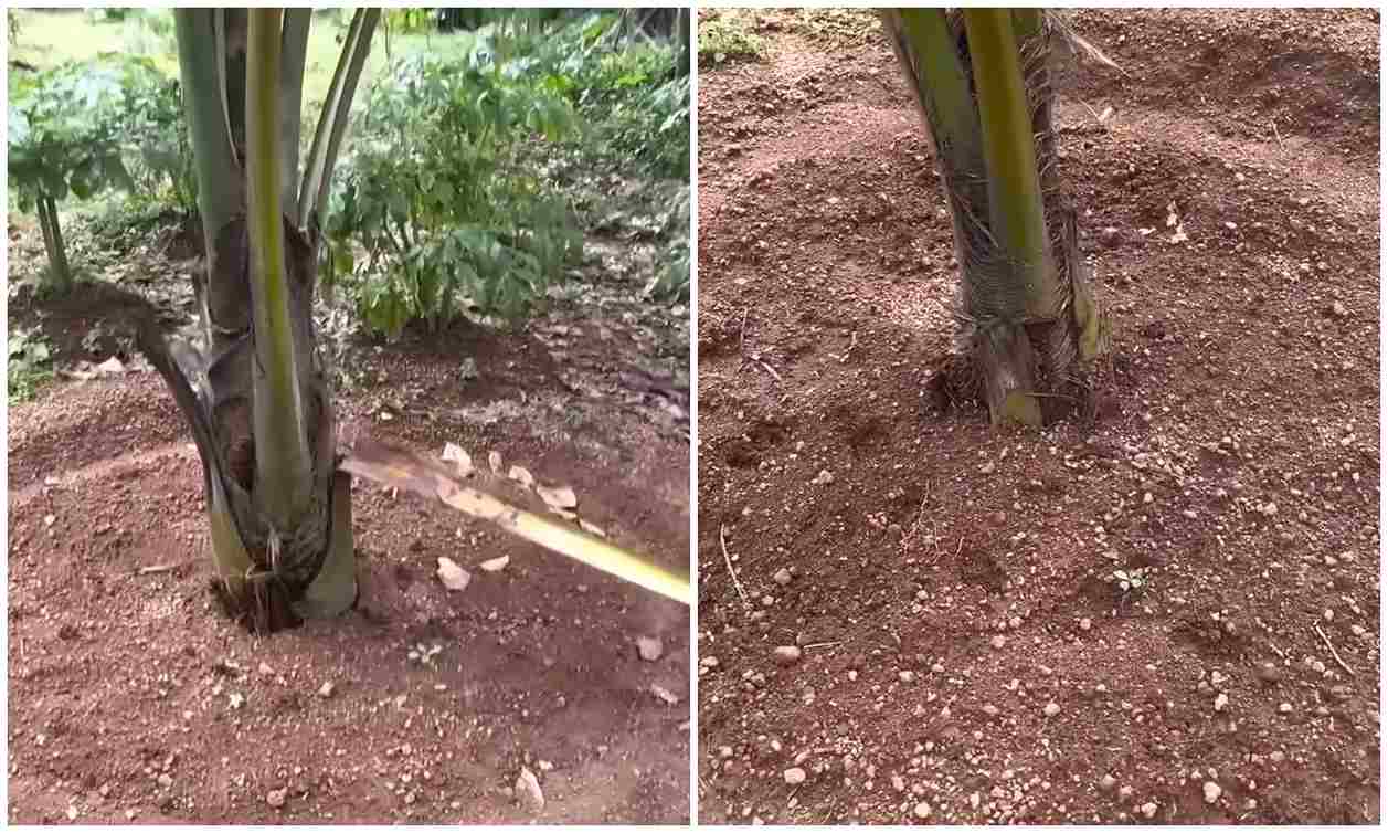 How to Increase coconut production