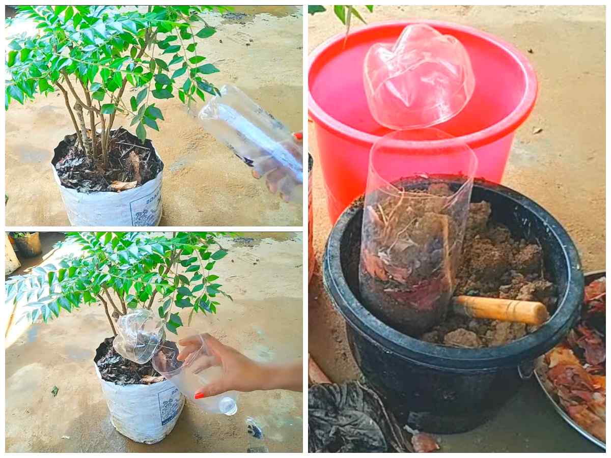 Curryleaves cultivation